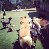 Empresas de Daycare canino no Ibirapuera