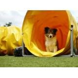 Hospedagem canina