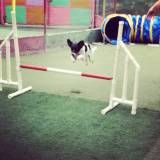 Hospedagens animais em Sumaré