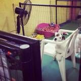Hospedagens de animais em Embu Guaçú