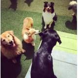 Hotel bom para cachorros no Brooklin