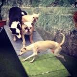 Hotel com diversão para cãezinhos no Morumbi