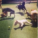 Hotel especial para cães em Interlagos
