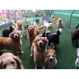 Onde achar creche de cachorros no Ibirapuera