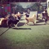 Onde achar creche de cão em Santo Amaro