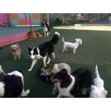 Onde encontrar hoteizinhos de cachorros  no Jardim Bonfiglioli