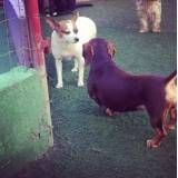 Onde encontrar hotelzinho para cães em Embu Guaçú