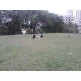 Onde tem adestradores para cão no Jardim São Luiz