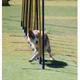 Onde tem hotéis de cachorros no Aeroporto