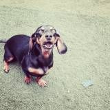 Preço de creche de cães em Santana de Parnaíba