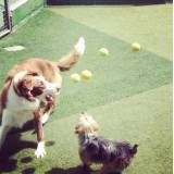 Preço de hoteizinhos de cão no Morumbi