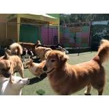 Preços de creches para cachorro no Aeroporto