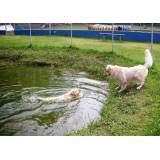 Preços de hotéis de cães em Interlagos