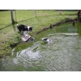 Preços de hotel de cachorros em Santo Amaro