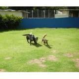 Preços de hotel para cães no Aeroporto