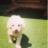Preços de hotelzinho de cães  no Butantã