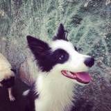 Preços de hotelzinho para cachorro  no Itaim Bibi