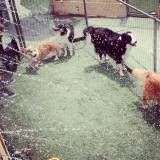 Quanto custa Daycare de cães em Interlagos