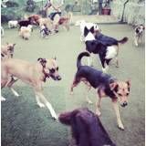 Serviço de hoteizinhos de cão na Lapa