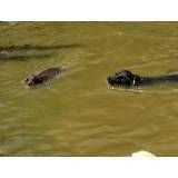 Serviço de hotel de cachorros em Itapecerica da Serra