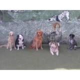 Valor de adestradores de cachorro no Butantã