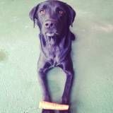 Valor de adestramento para cão em Pinheiros