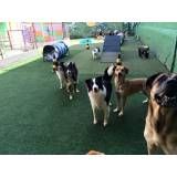 Valor de creche de cachorros	 em Osasco