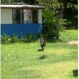 Valor de hotéis de cachorro na Lapa