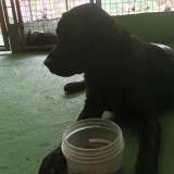 Valores de adestramento de cão em Taboão da Serra