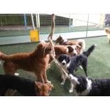 Valores de Daycare canino no Alto de Pinheiros