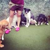 Valores de hoteizinhos para cachorros  no Jardim Bonfiglioli