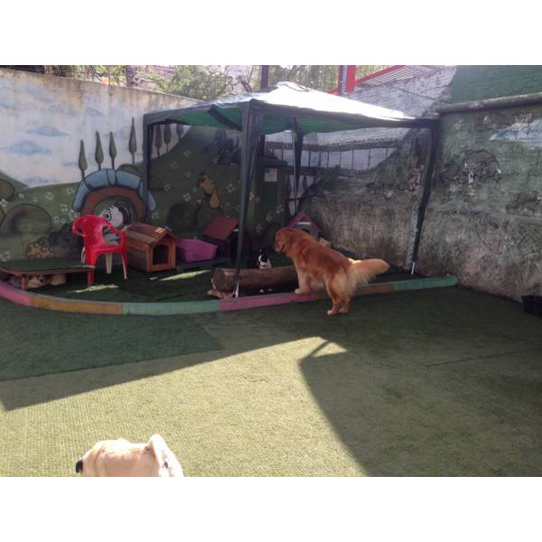 Um Hotel Bom para Cachorro em Sumaré - Hotelzinho para Cachorro no Morumbi