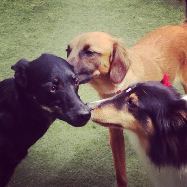 Valor de Adestrador de Cão no Ibirapuera - Adestrador de Cães no Brooklin