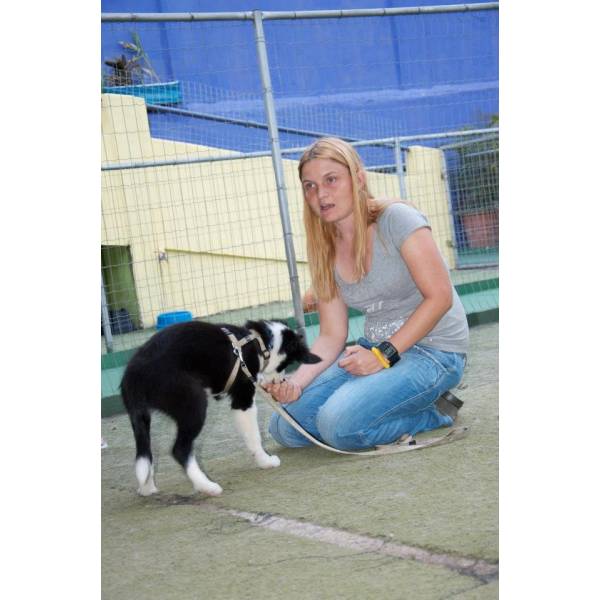 Valor de Adestrador para Cães em Alphaville - Adestrador Profissional