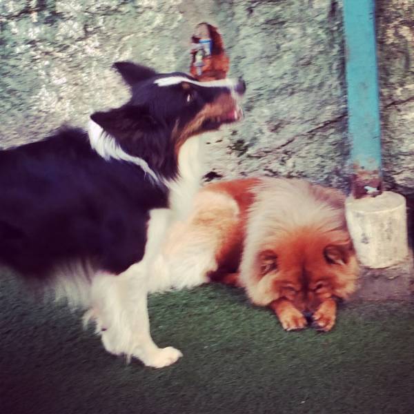 Valor de Adestradores para Cão na Lapa - Adestrador de Cães no Butantã