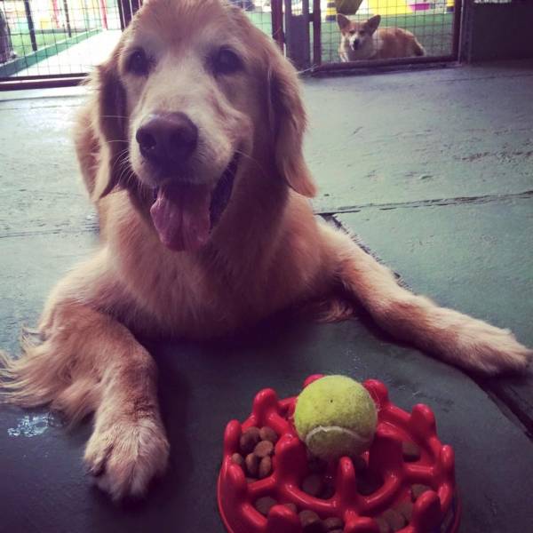 Valor de Adestramento de Cães em Pinheiros - Adestramento de Cão