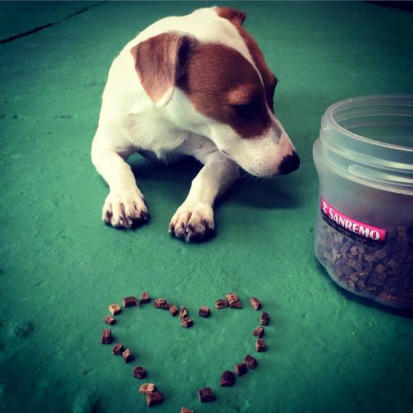 Valor de Adestramento de Cão na Água Branca - Adestramento de Cão