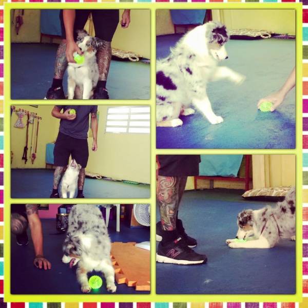 Valor de Adestramento para Cachorro em Alphaville - Adestramento de Cães na Vila Madalena
