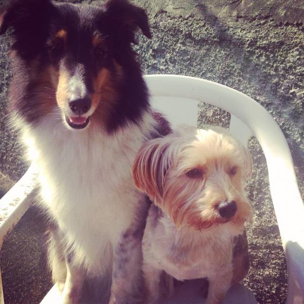 Valor de Adestramento para Cachorros em Embu das Artes - Adestramento de Cães em Santo Amaro