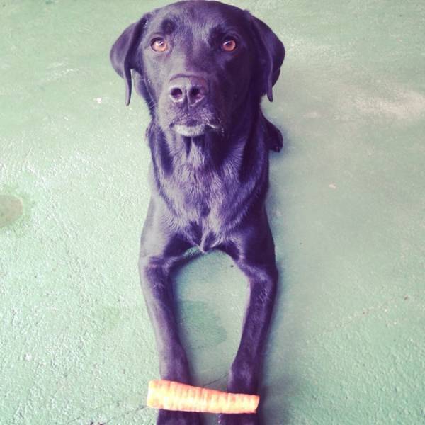 Valor de Adestramento para Cão em Cajamar - Adestramento de Cachorros