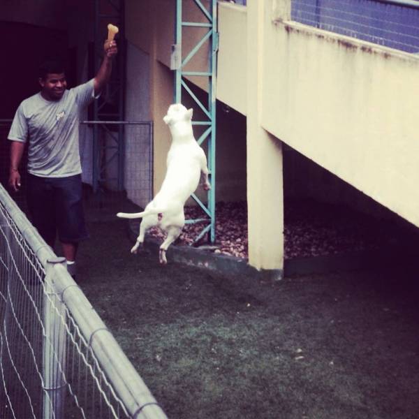 Valor de Creche de Cachorro em Santo Amaro - Creche para Cachorro no Morumbi