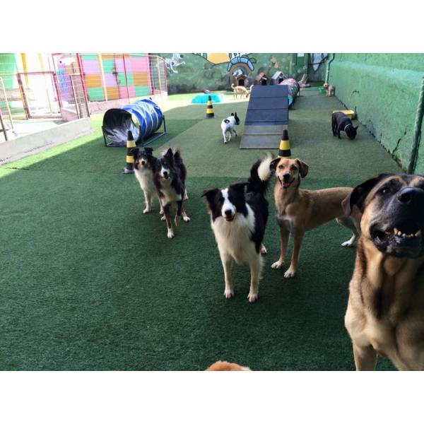 Valor de Creche de Cachorros	 na Cidade Jardim - Creche para Cachorro em São Paulo