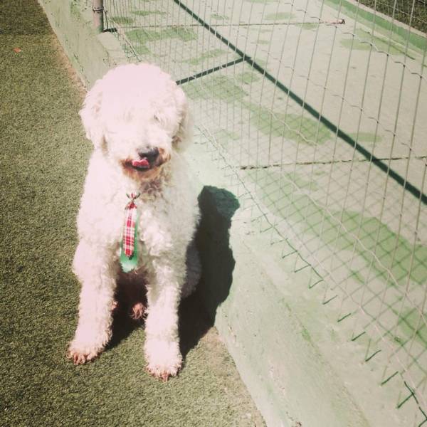 Valor de Creche de Cão no Jardim Paulista - Creche de Cachorro