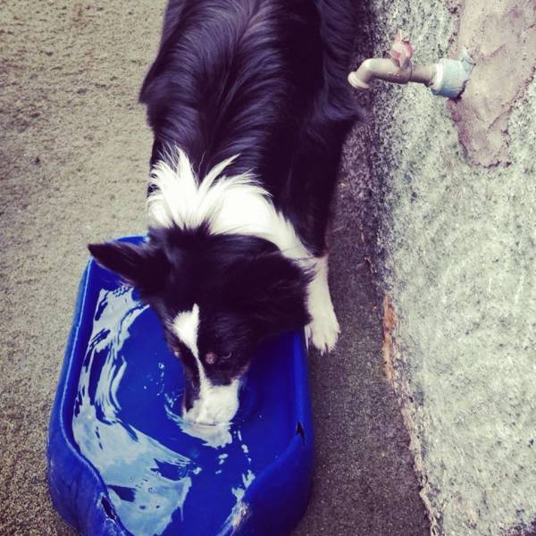 Valor de Creche para Cachorro	 em Cajamar - Creche para Cachorro no Morumbi