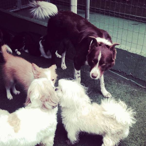 Valor de Creche para Cachorros em Jandira - Creche para Cachorro Preço