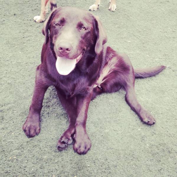 Valor de Creches de Cachorros em Pinheiros - Creche para Cachorro na Zona Oeste