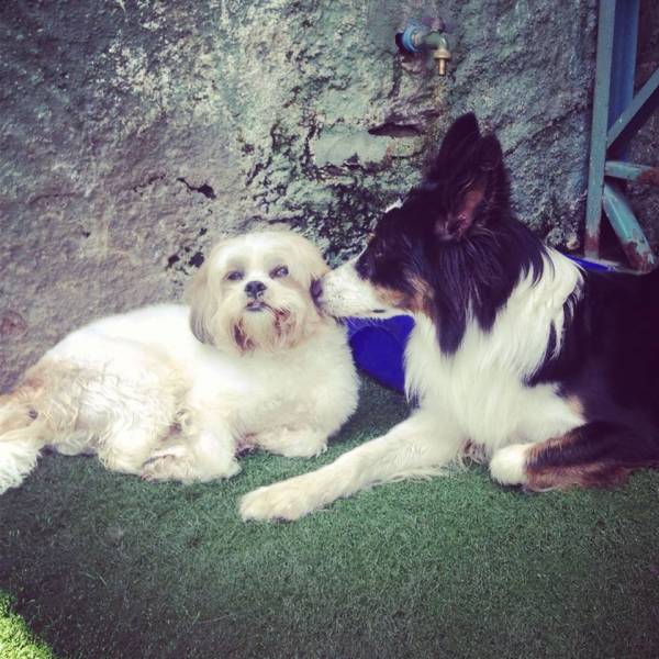 Valor de Creches de Cães em Barueri - Creche para Cachorro