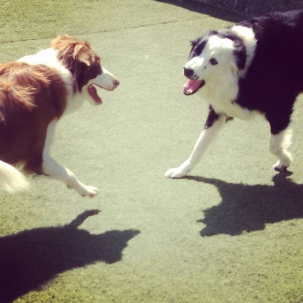 Valor de Creches de Cão  na Cidade Jardim - Creche de Cães