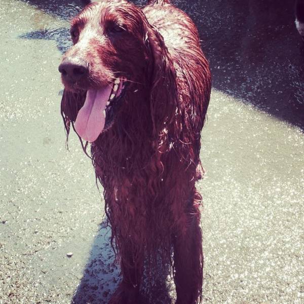 Valor de Creches para Cão  em Perdizes - Creche Cachorro SP