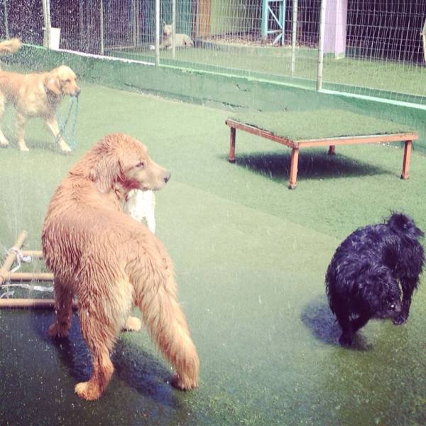 Valor de Daycare de Cachorros em Santana de Parnaíba - Day Care Canino